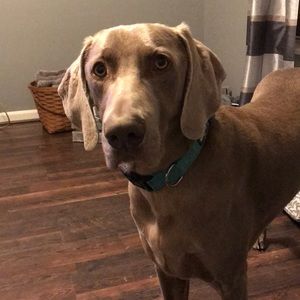 Meet your Posher, Charles